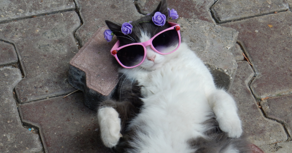 Grey and white cat wearing pink sunglasses and purple flowers around his head
