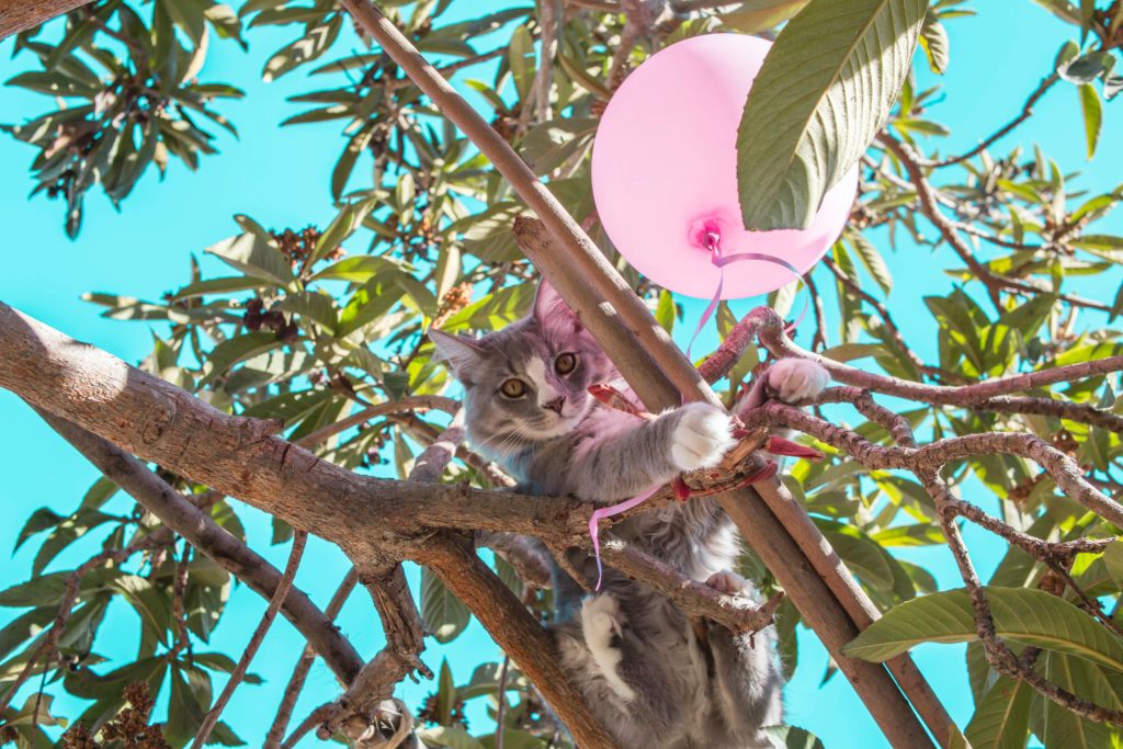 Grey cat on branch in a tree with a pink balloon.