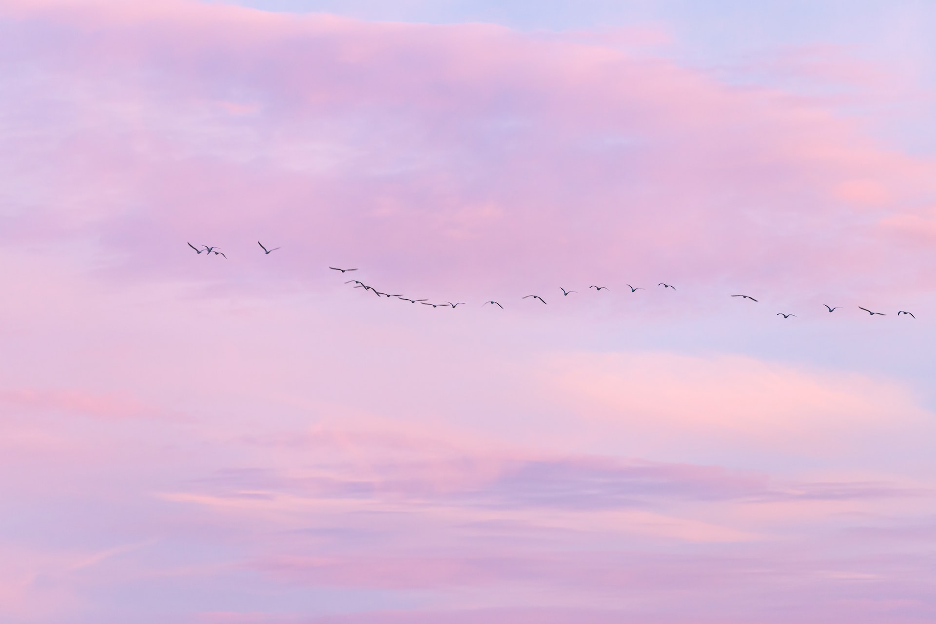 Purple skies with pink clouds. A large flock of birds flying free.